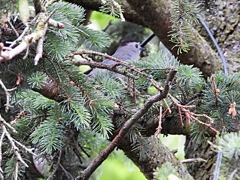 Gray Catbird - ML620139531