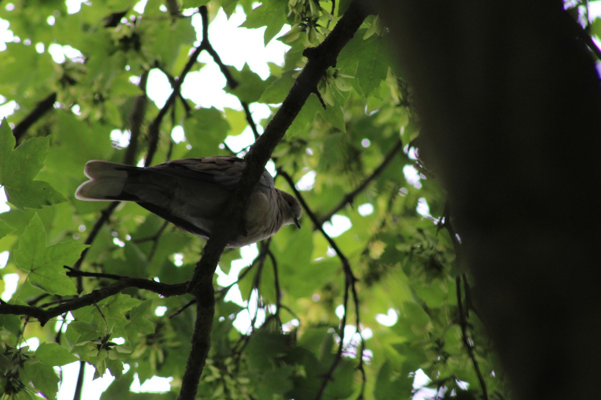 Eurasian Collared-Dove - ML620139536