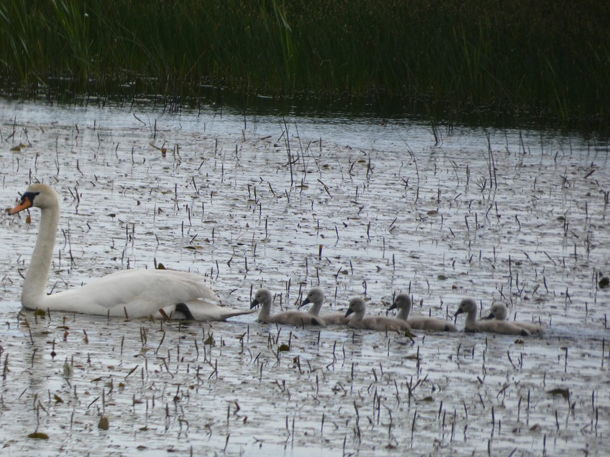 Höckerschwan - ML620139540