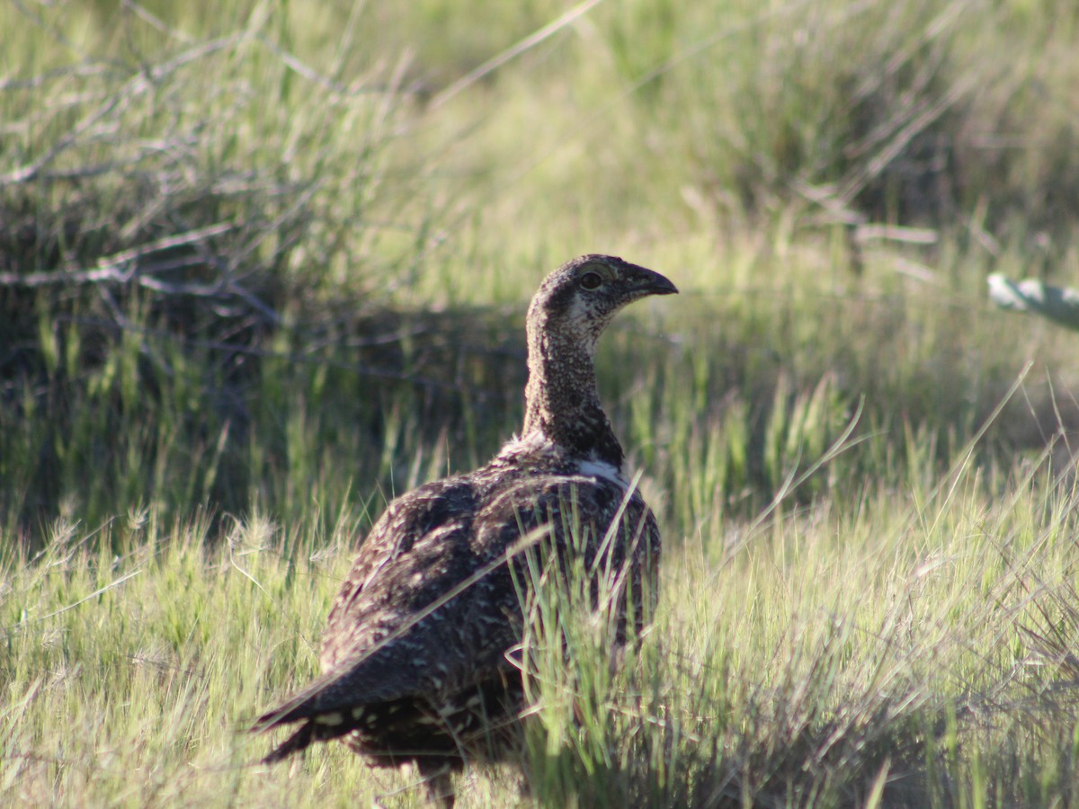 Greater Sage-Grouse - ML620139543