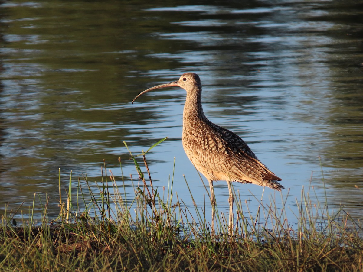 Long-billed Curlew - ML620139544