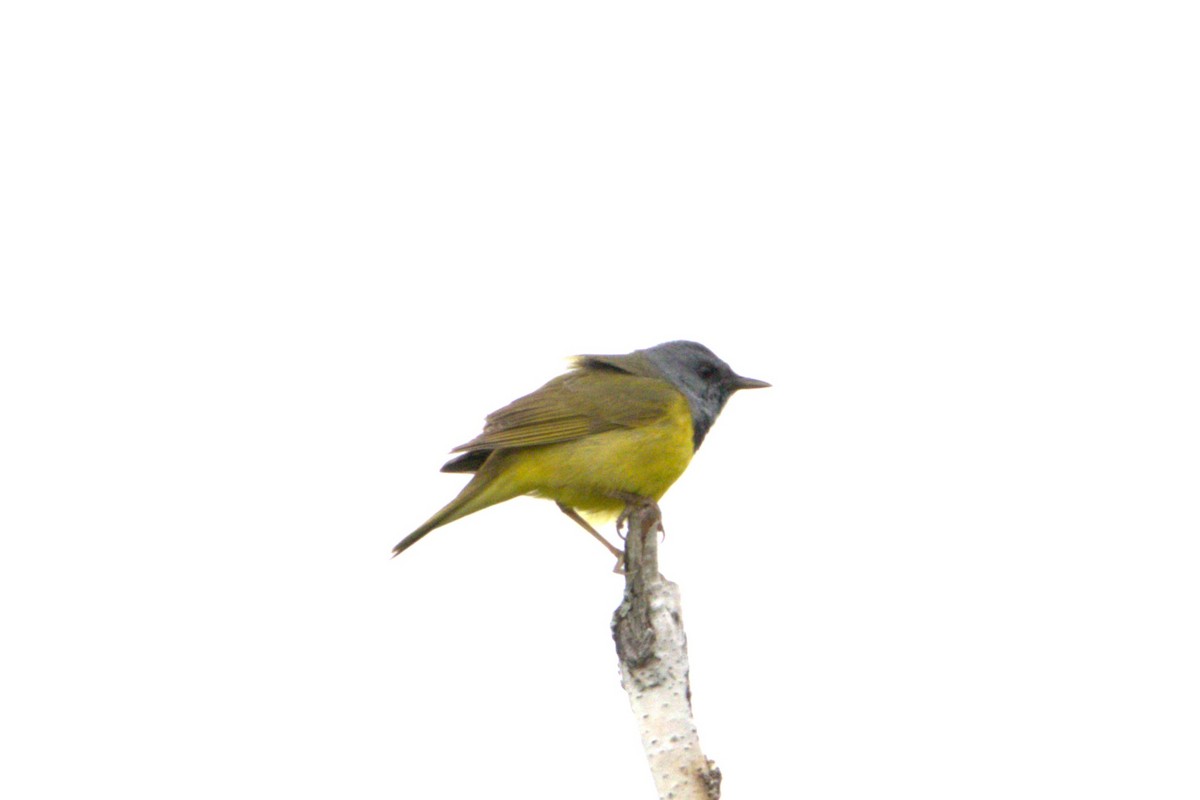 Mourning Warbler - ML620139547