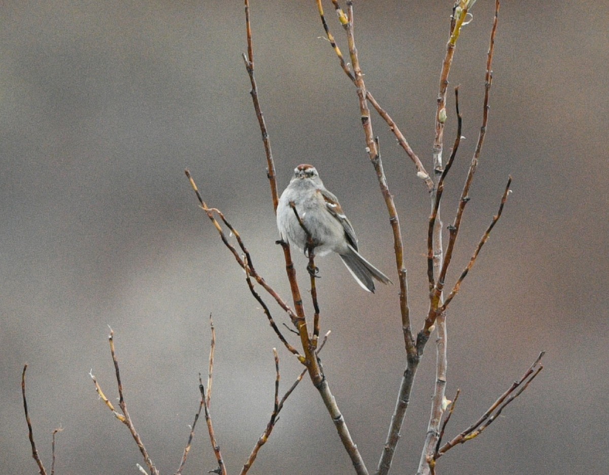 American Tree Sparrow - Elizabeth Hawkins