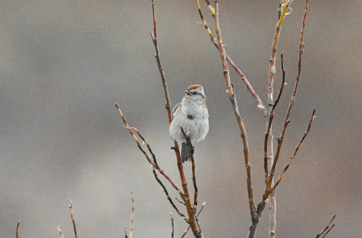 American Tree Sparrow - ML620139551