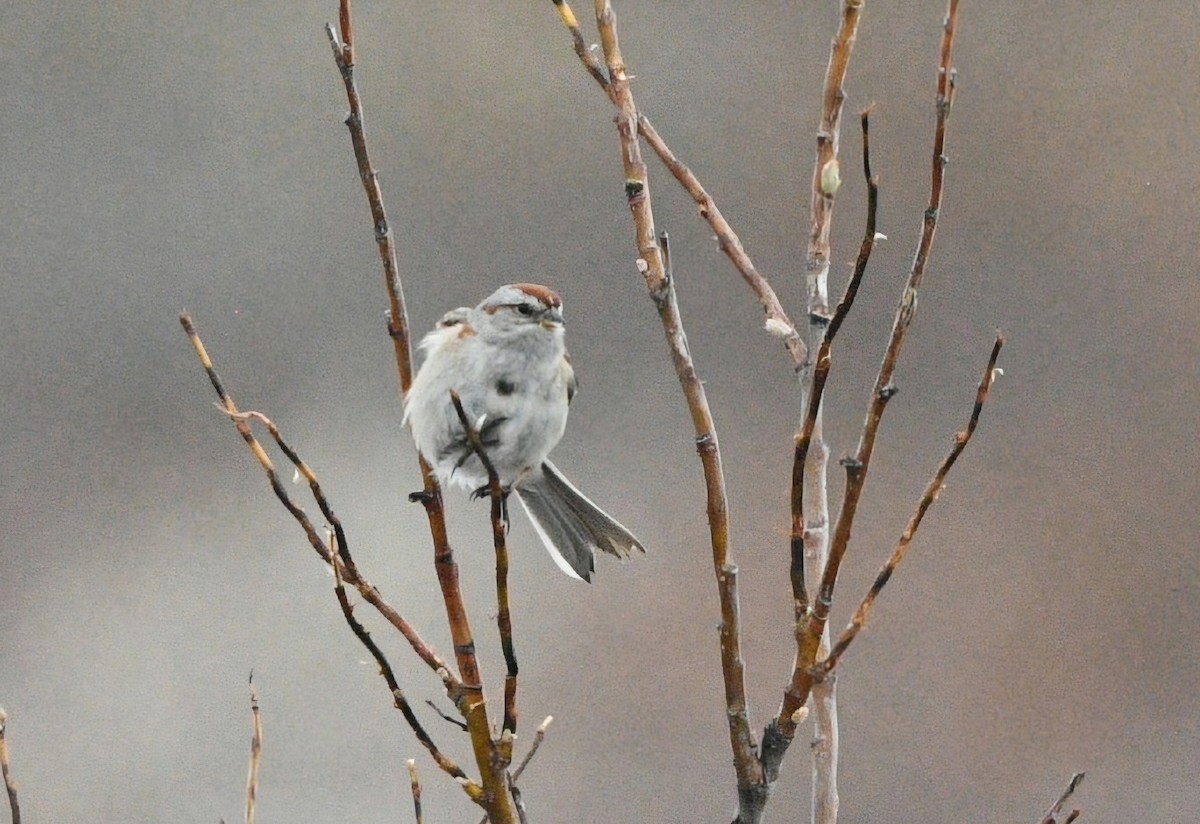 American Tree Sparrow - ML620139552