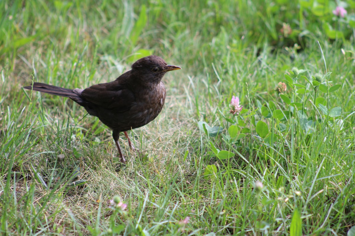 Eurasian Blackbird - ML620139556