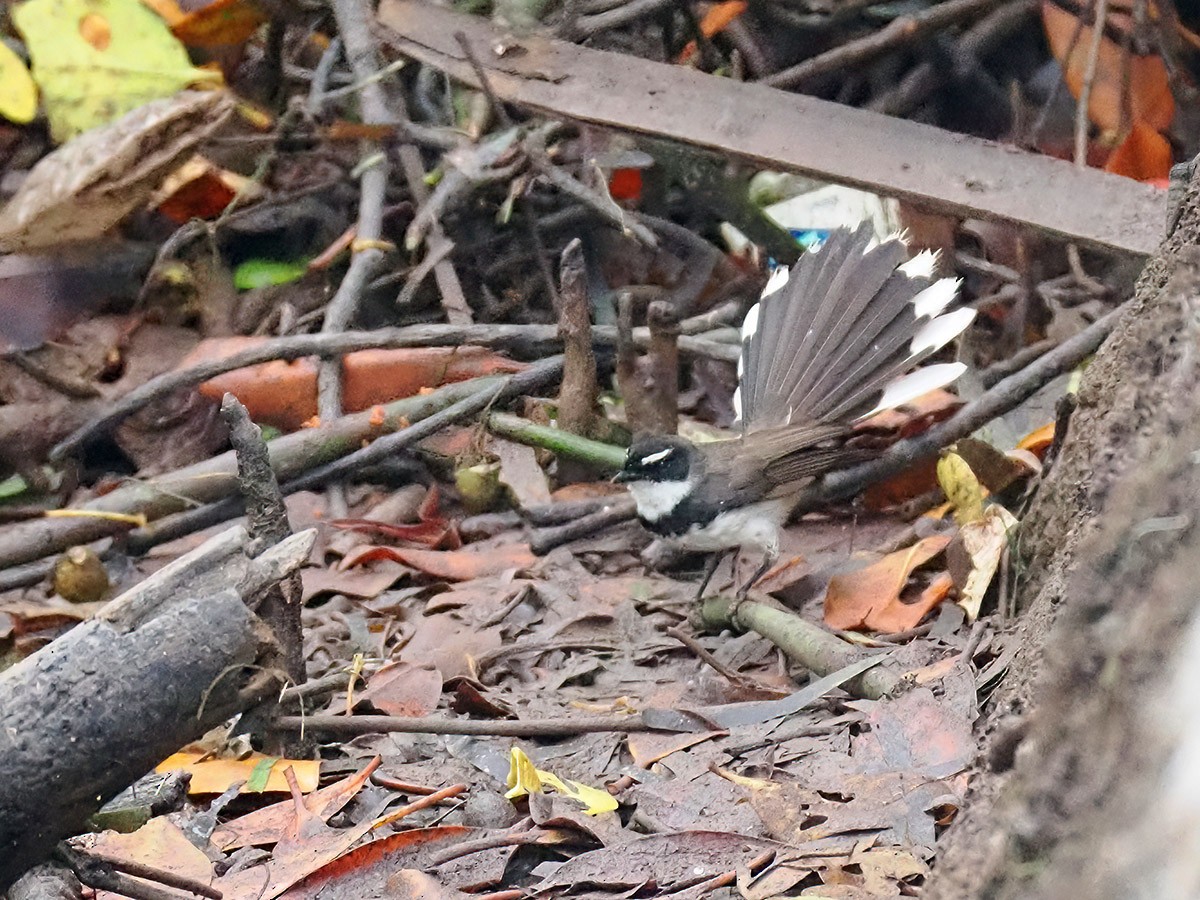 Philippine Pied-Fantail - ML620139557