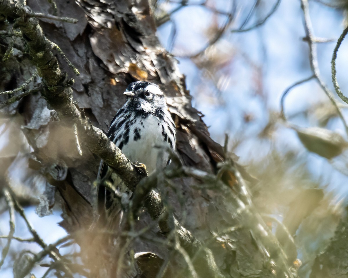 Black-and-white Warbler - ML620139558