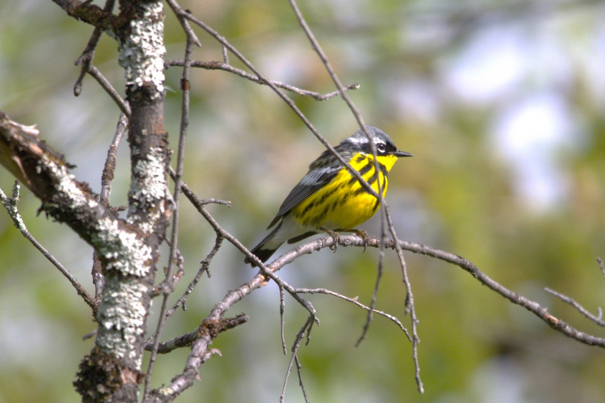 Magnolia Warbler - ML620139566