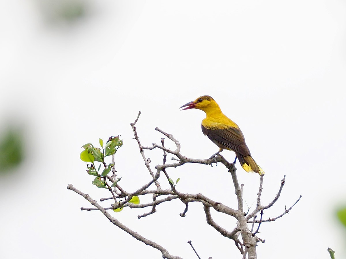 Black-naped Oriole - ML620139567