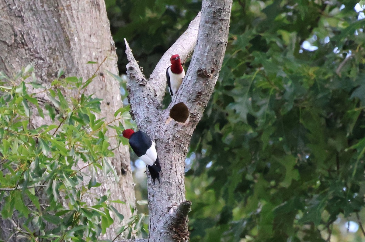 Red-headed Woodpecker - ML620139606