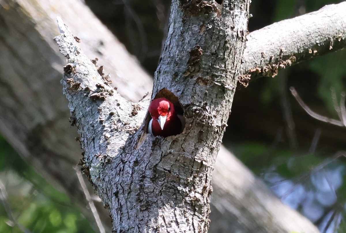 Red-headed Woodpecker - ML620139607