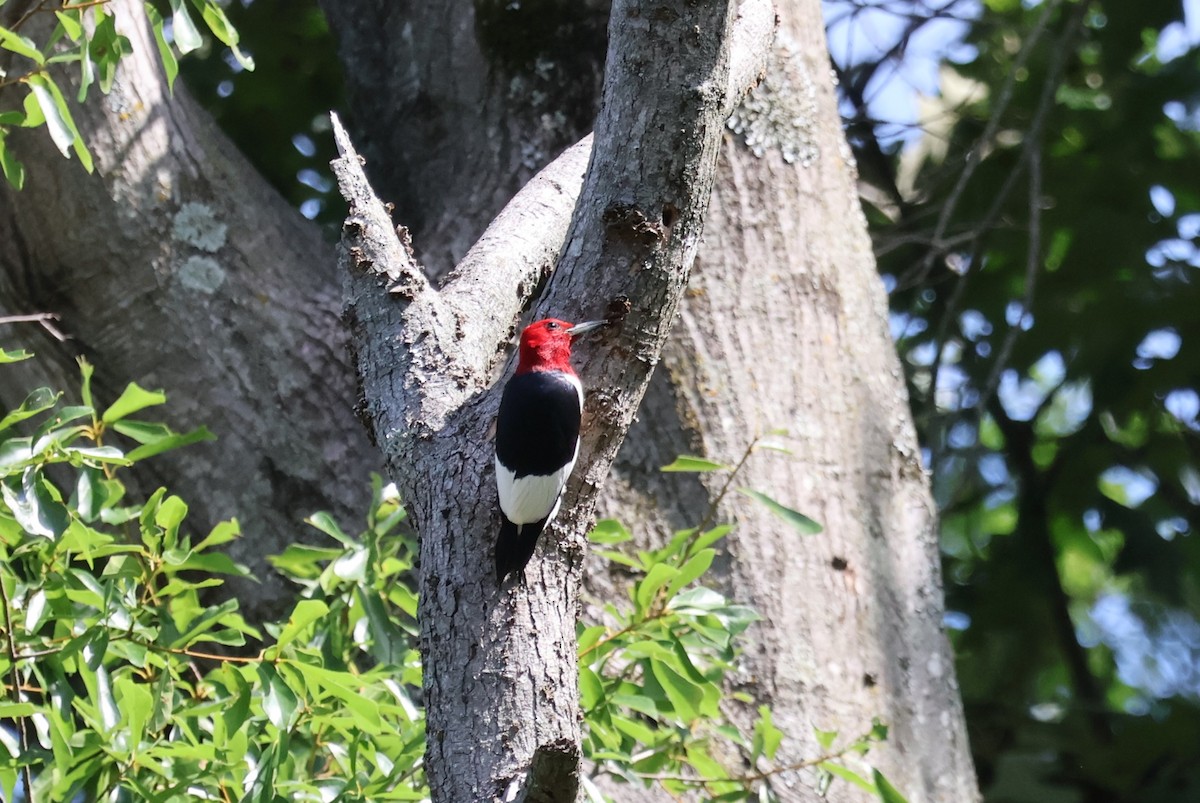 Red-headed Woodpecker - ML620139608