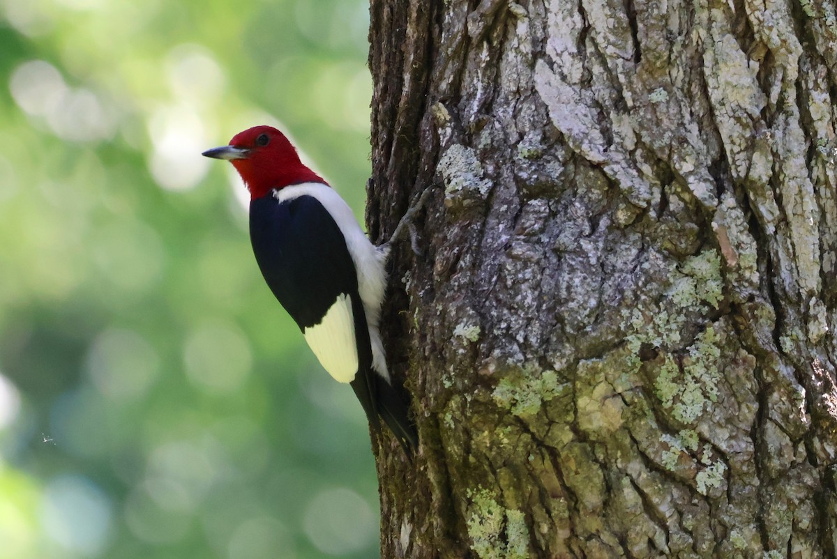 Red-headed Woodpecker - ML620139609