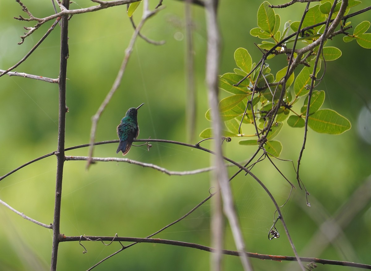 kolibřík portorický - ML620139618