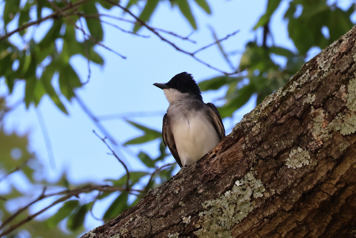 Eastern Kingbird - ML620139620