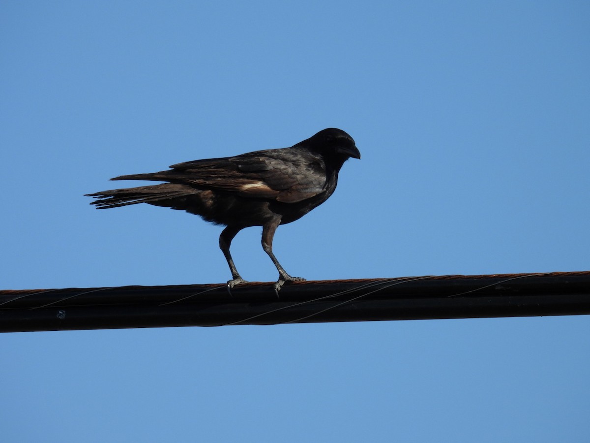 Fish Crow - ML620139624