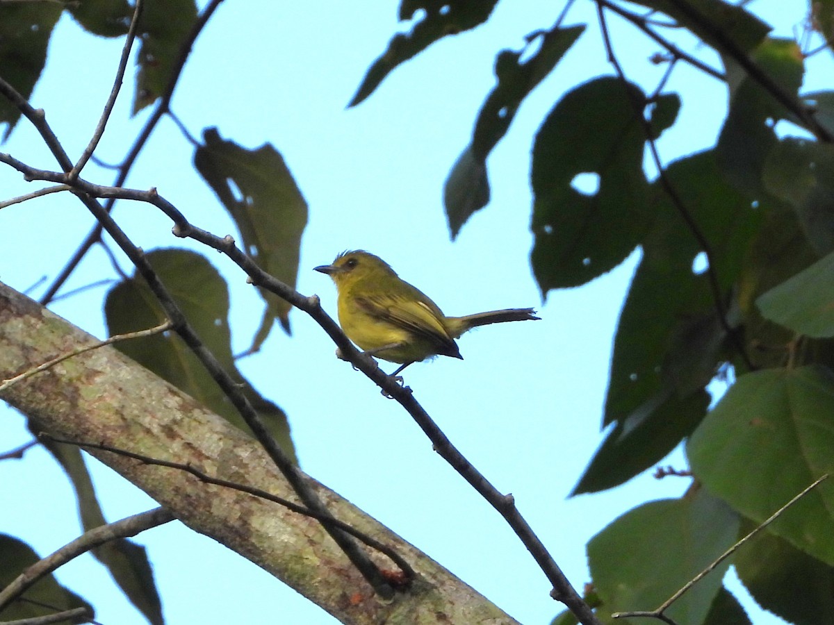 Olive-faced Flatbill - ML620139625