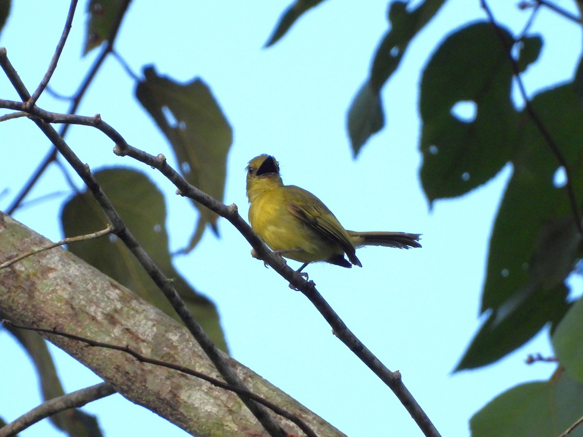 Olive-faced Flatbill - ML620139626