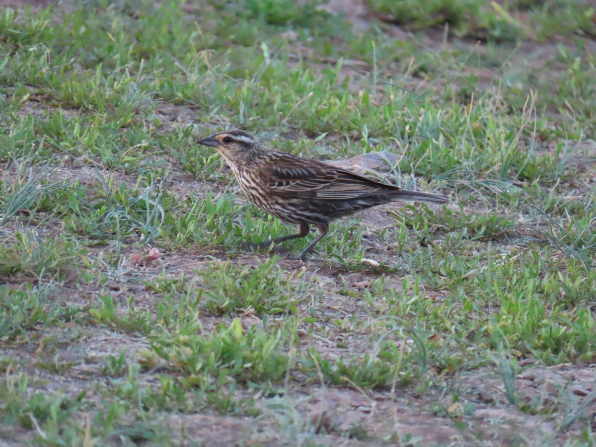 Red-winged Blackbird - ML620139627