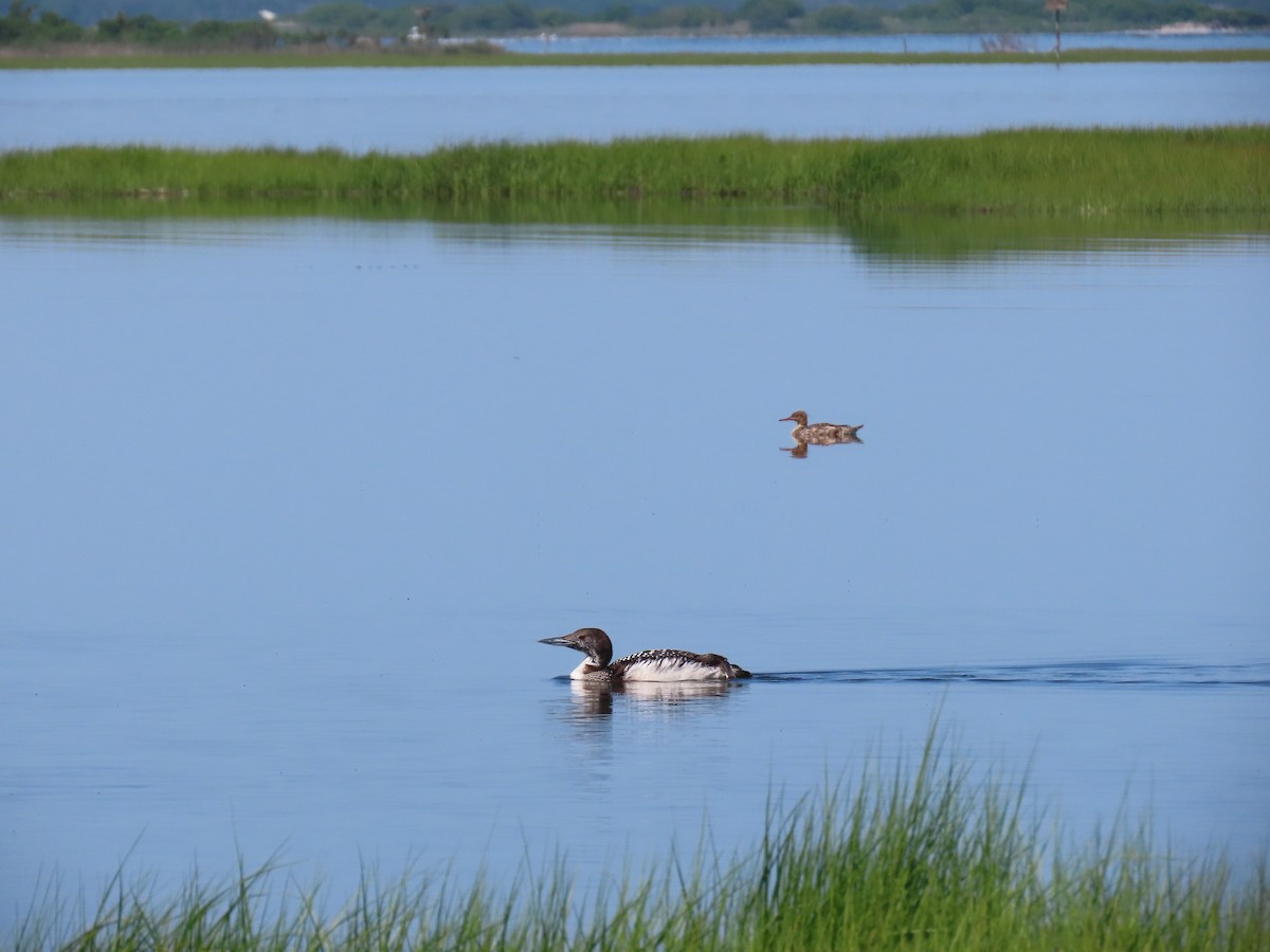 Red-breasted Merganser - ML620139629