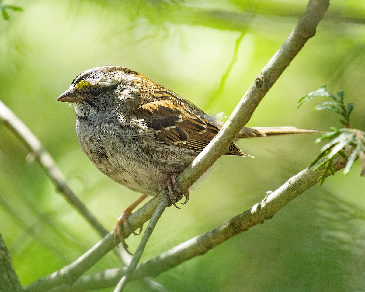 White-throated Sparrow - ML620139630