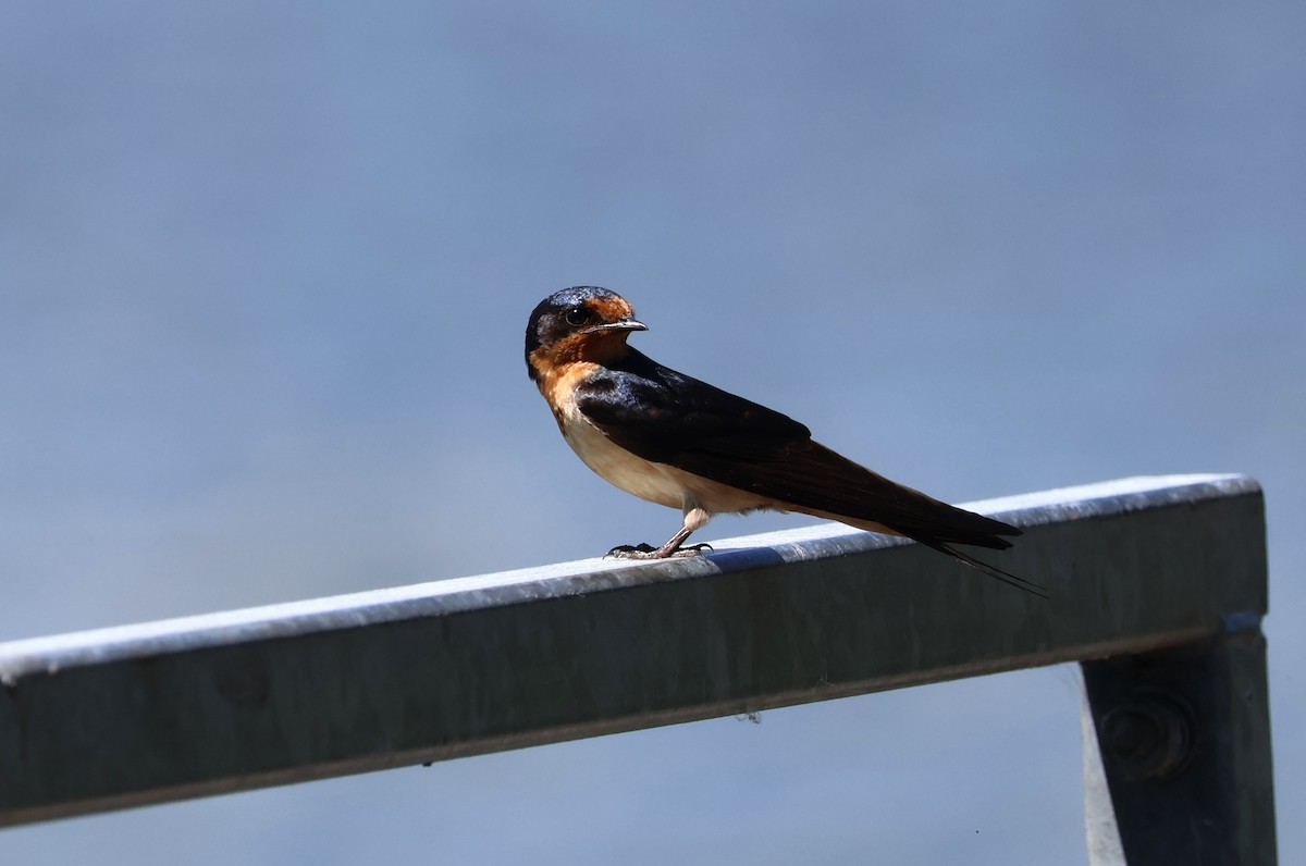 Barn Swallow - ML620139636