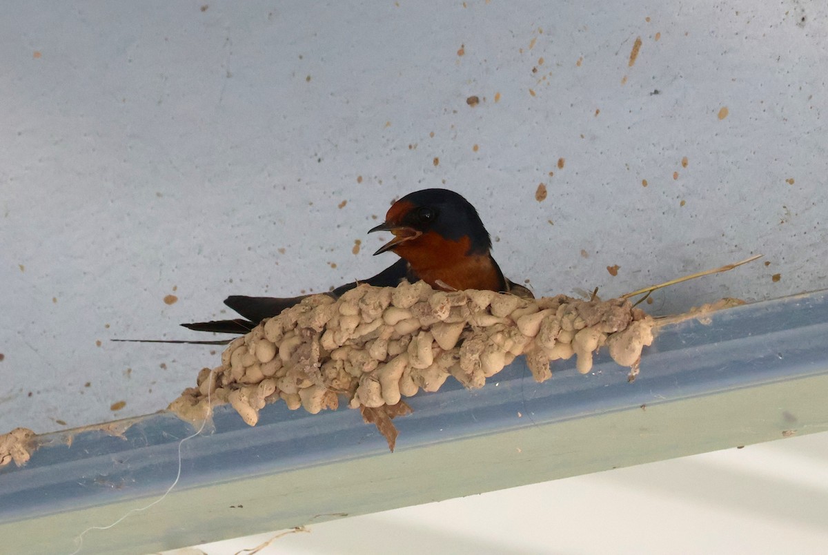 Golondrina Común - ML620139639