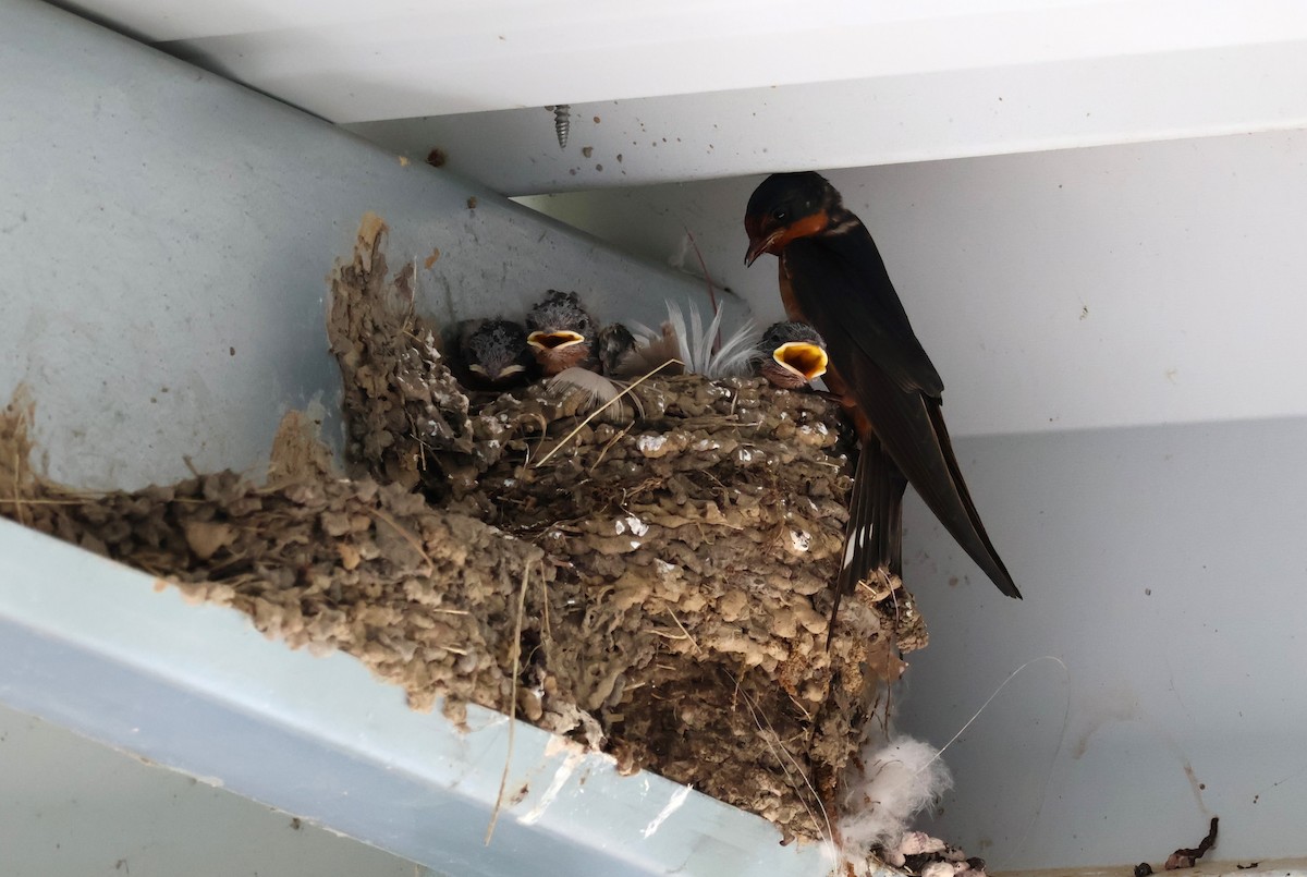 Barn Swallow - ML620139643