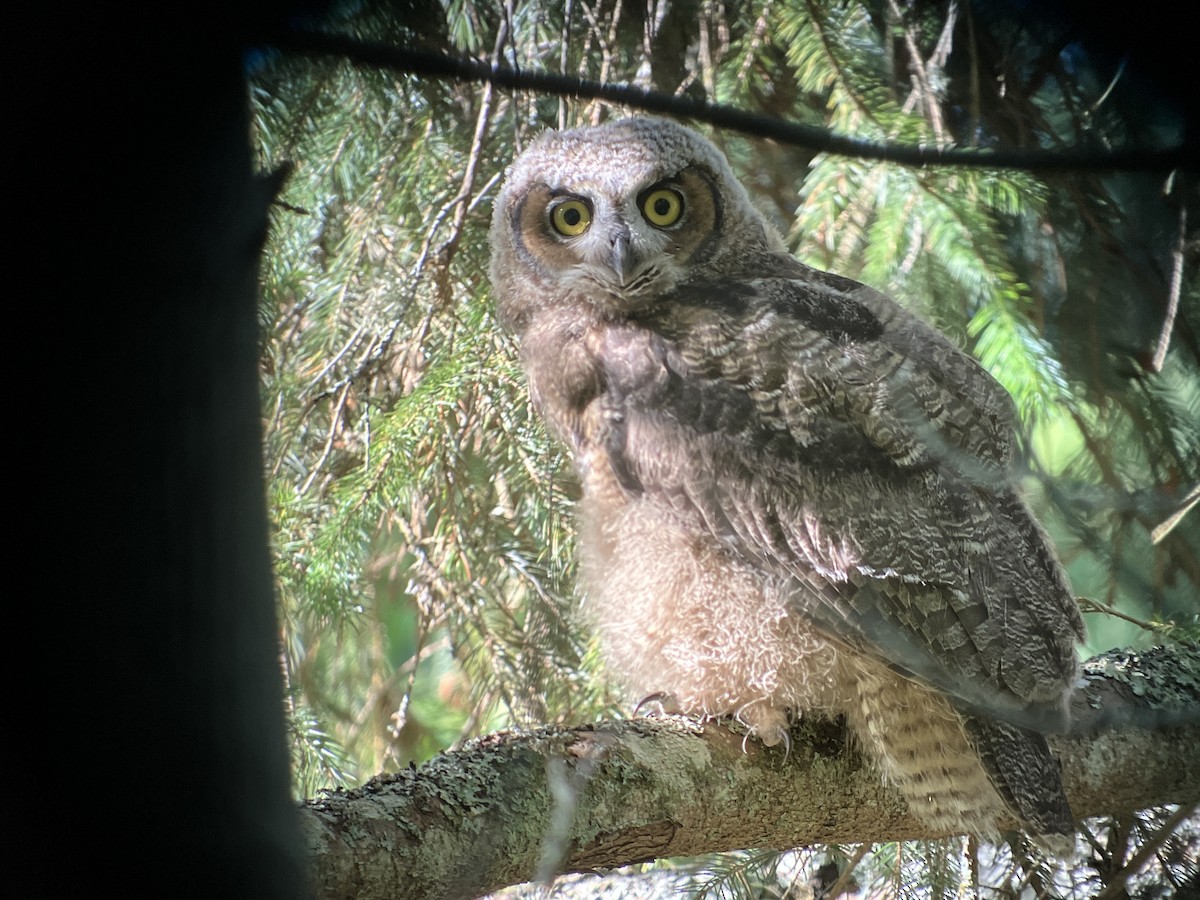Great Horned Owl - ML620139645