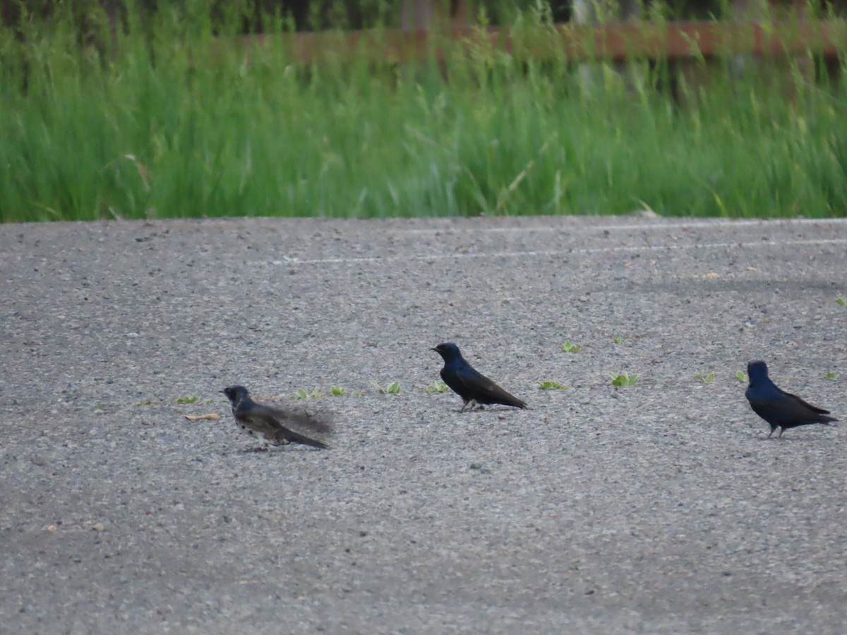 Purple Martin - ML620139646