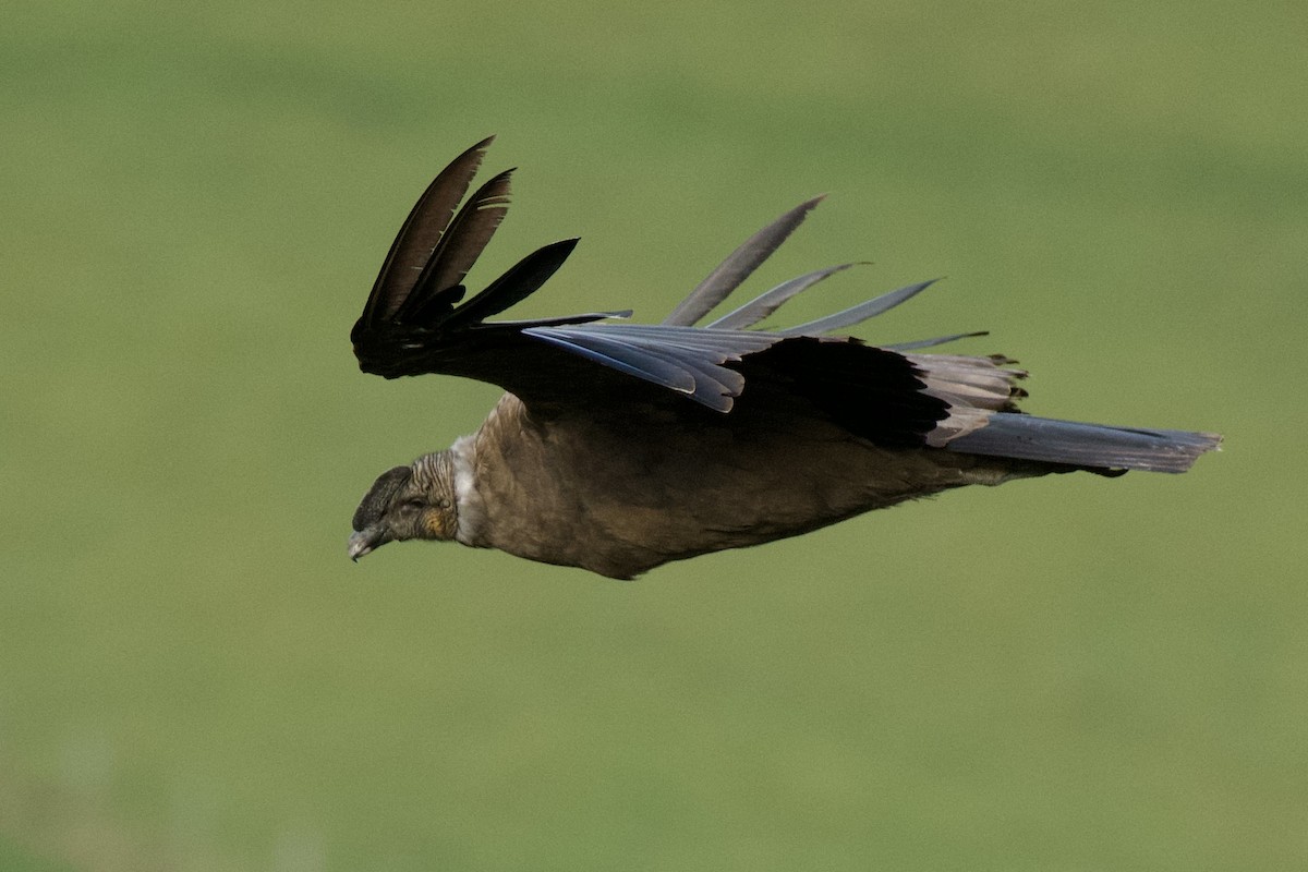 Andean Condor - ML620139648