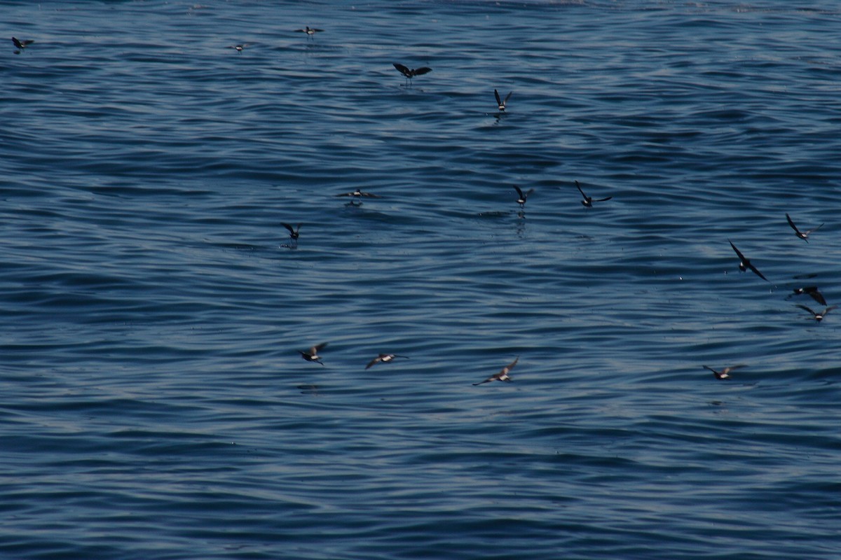 黃蹼洋海燕 - ML620139650