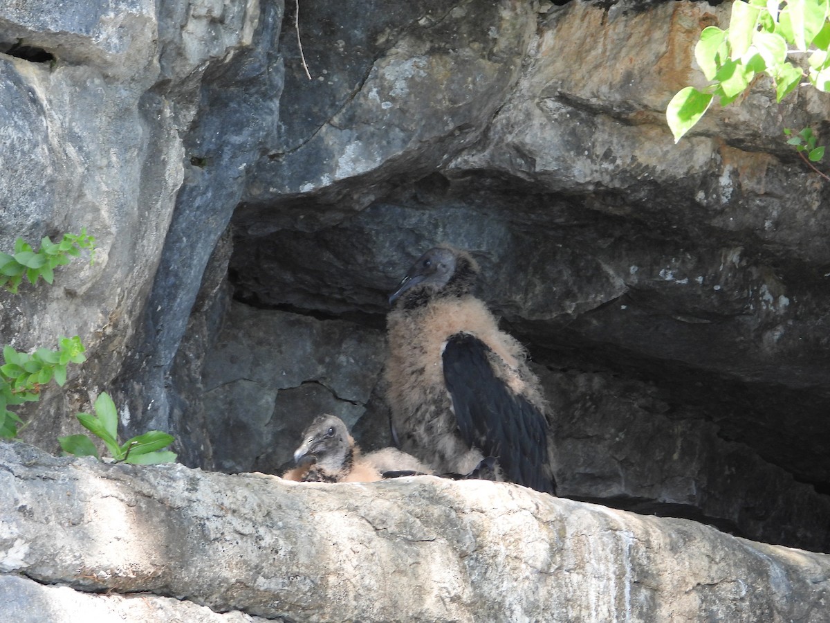 Black Vulture - ML620139651