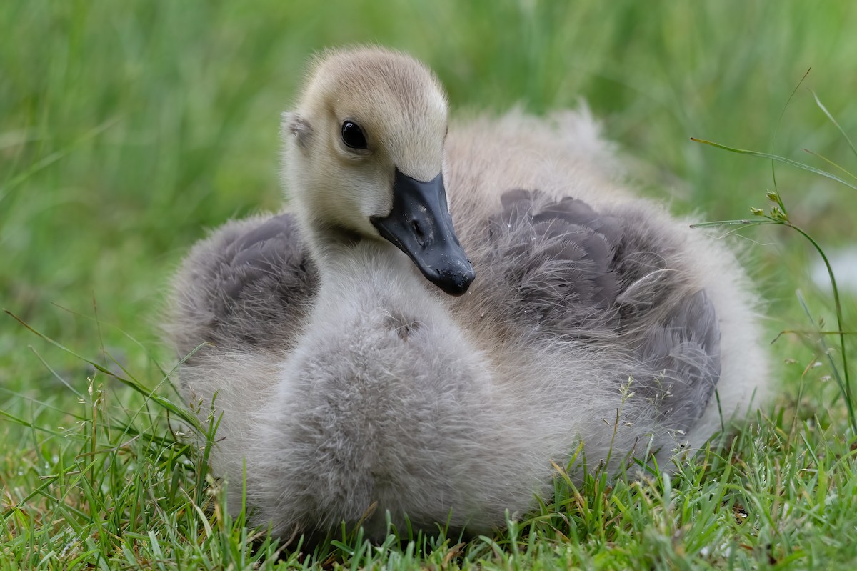 Canada Goose - ML620139652