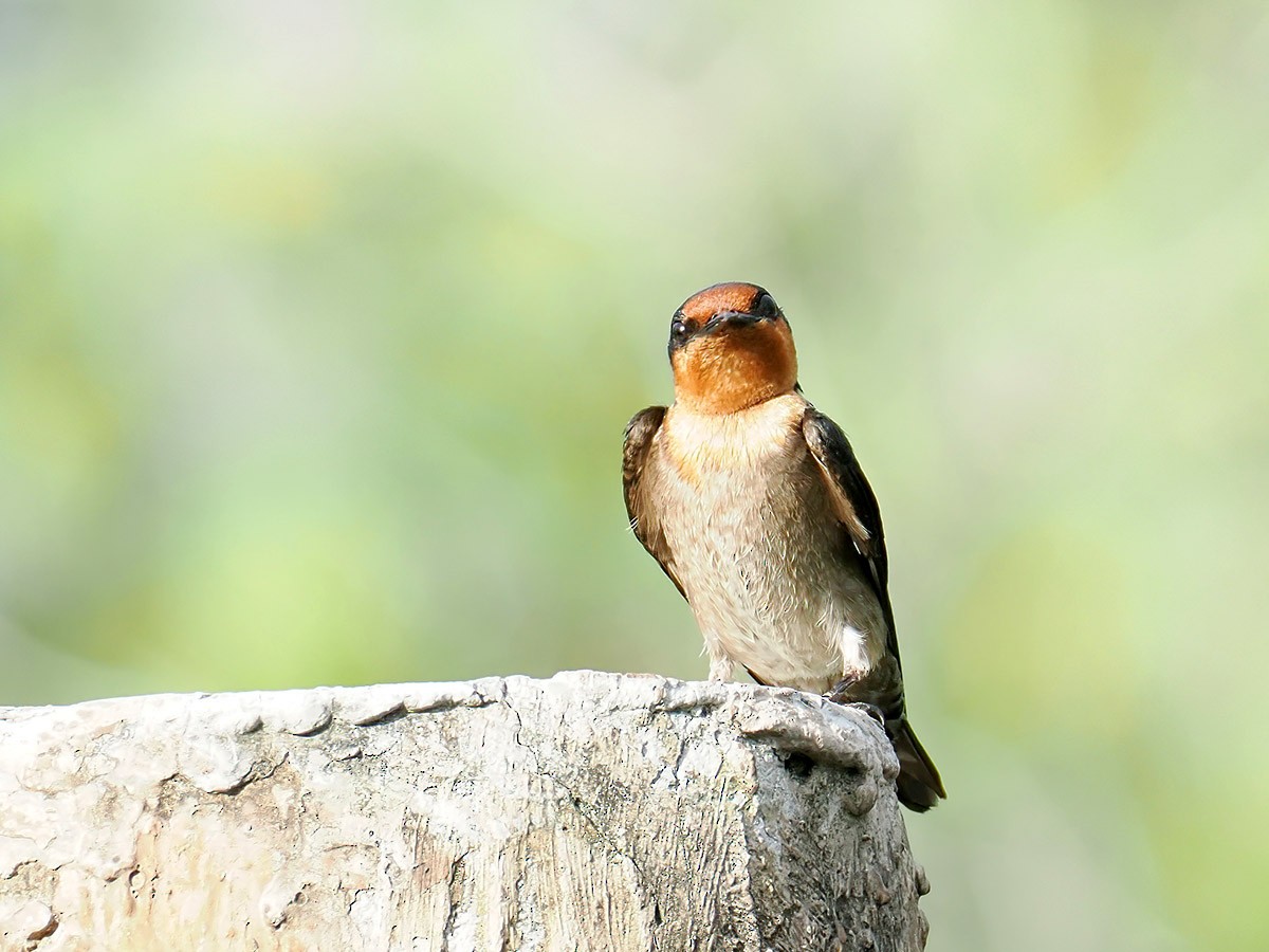 Pacific Swallow (Pacific) - ML620139655