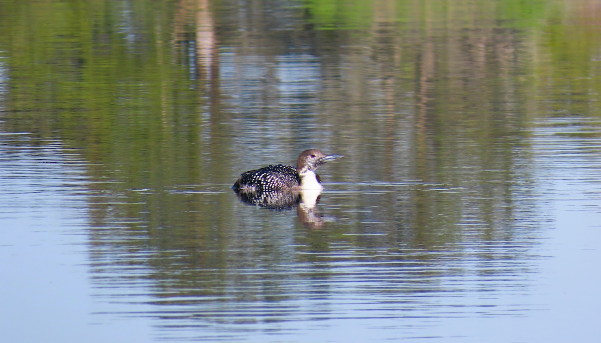 Common Loon - ML620139659