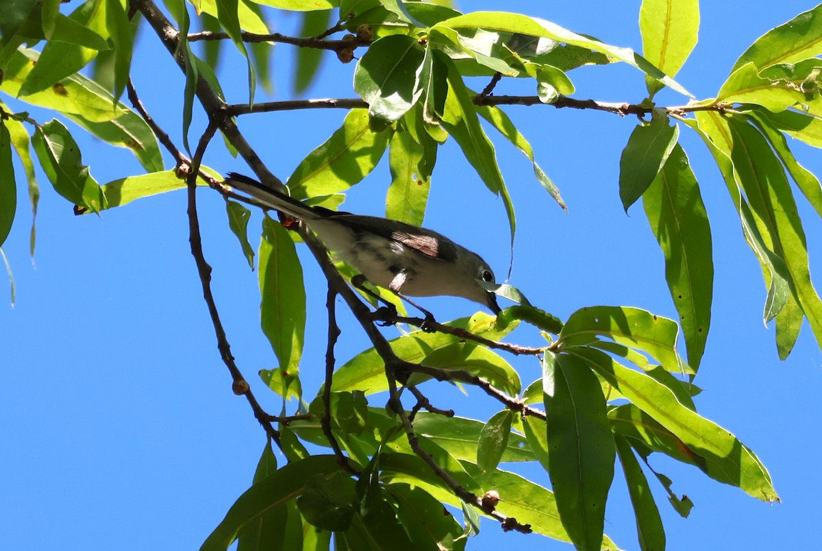 Blue-gray Gnatcatcher - ML620139666