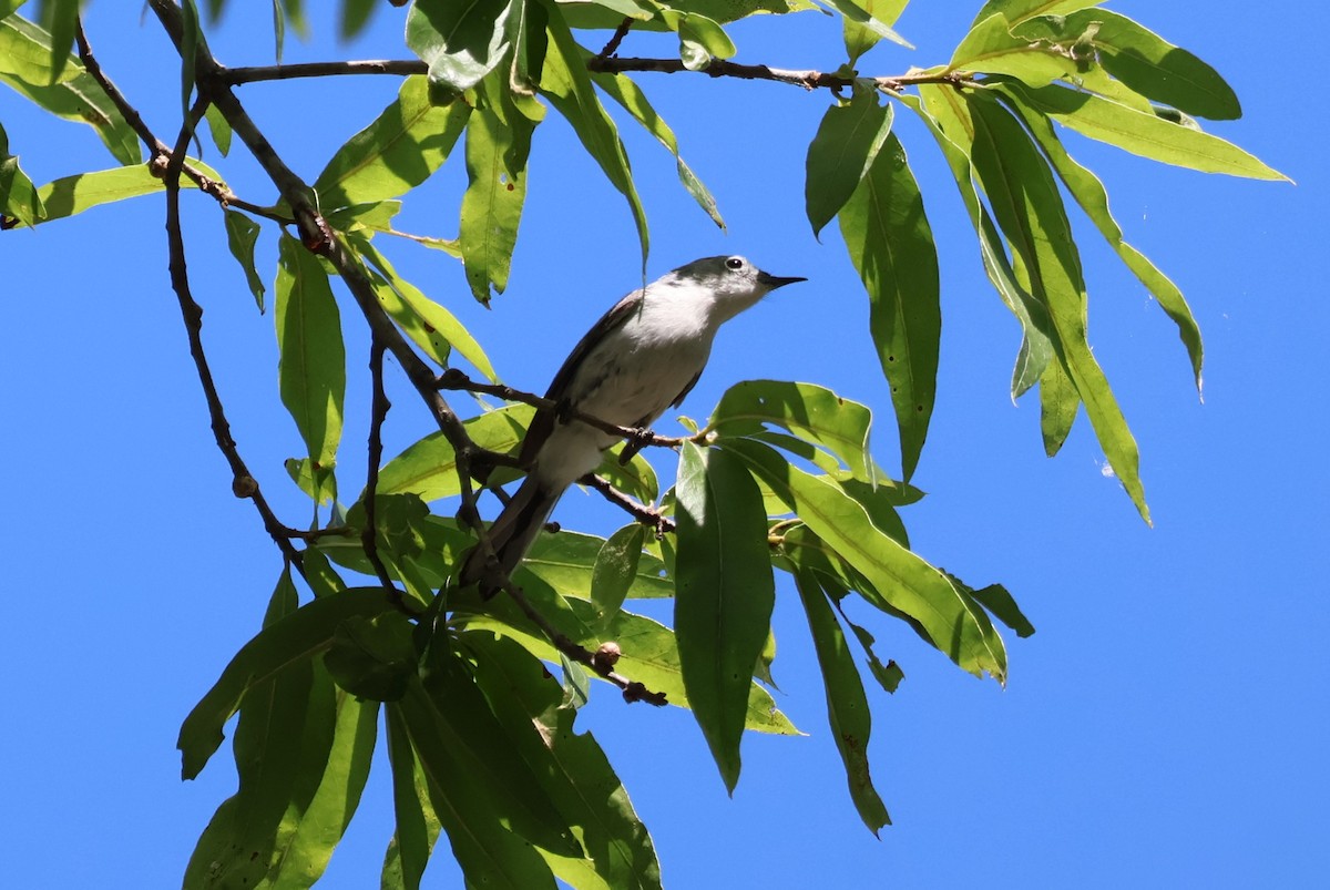 Blue-gray Gnatcatcher - ML620139667