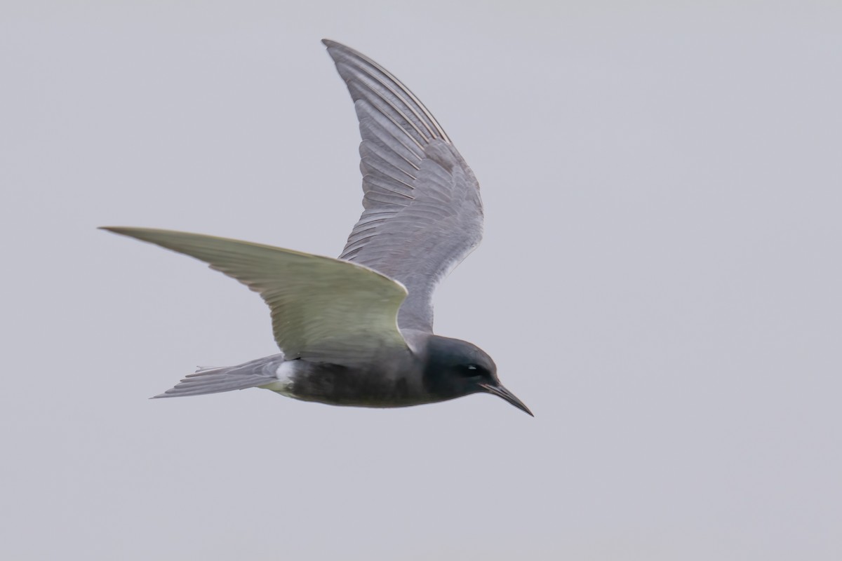 Black Tern - ML620139670