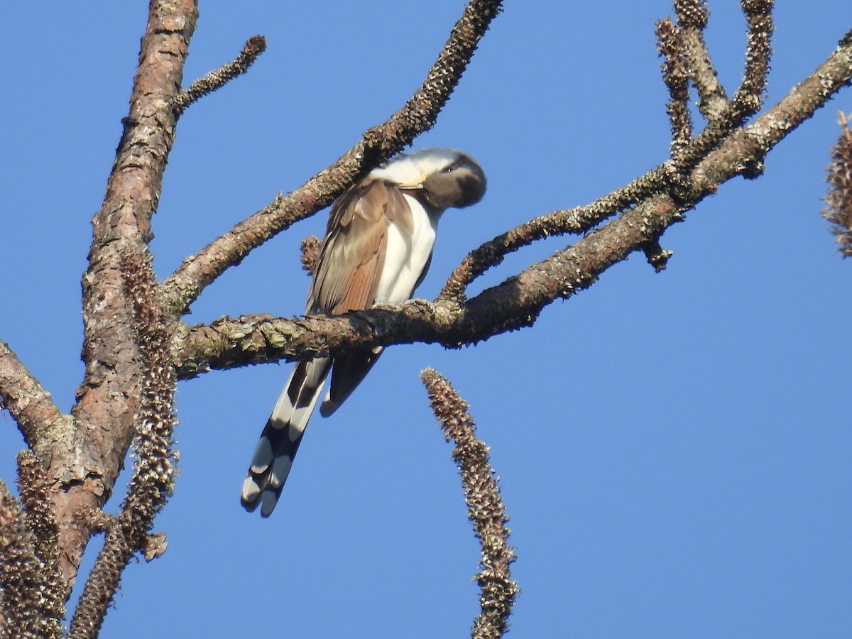 Yellow-billed Cuckoo - ML620139679