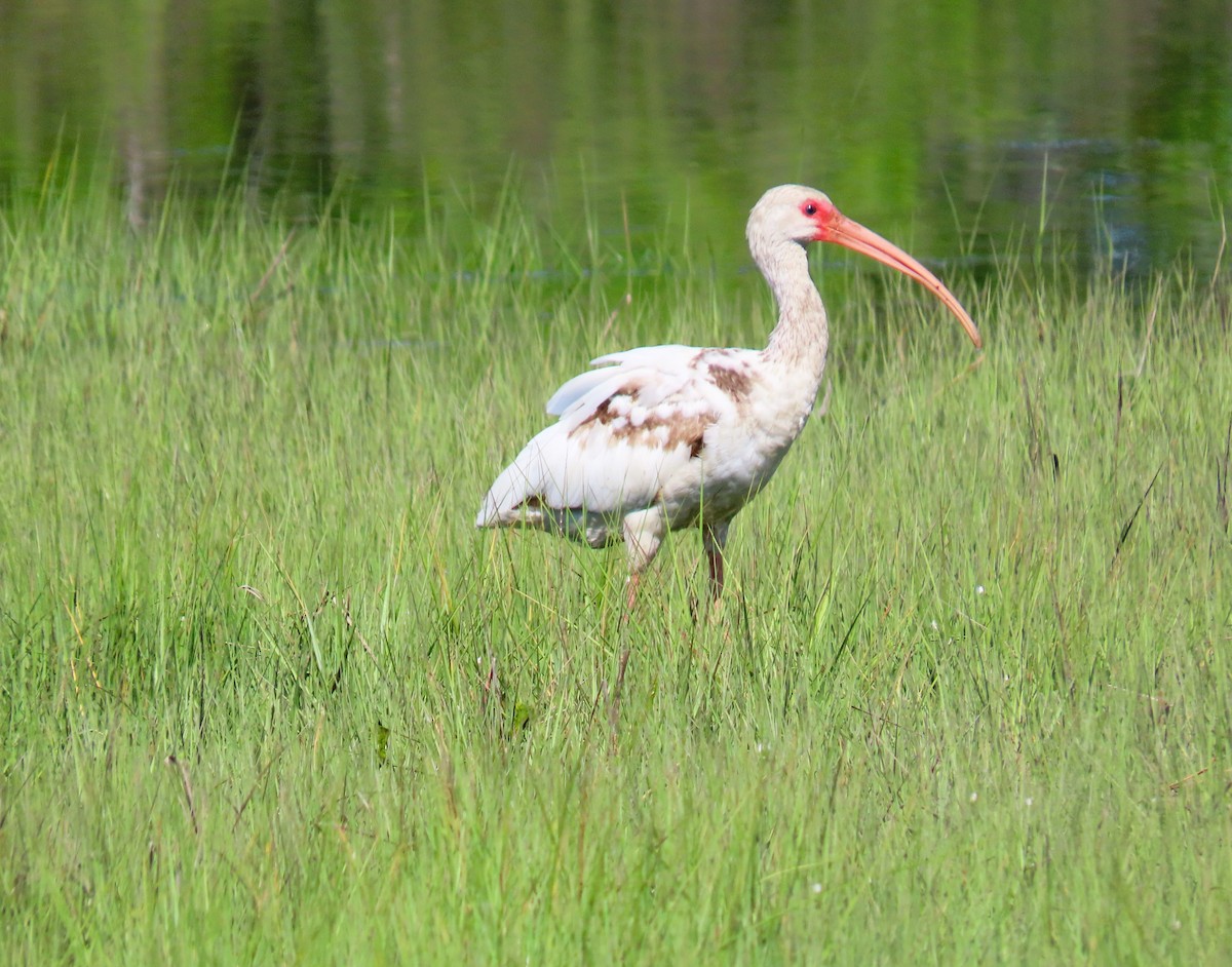 White Ibis - ML620139683