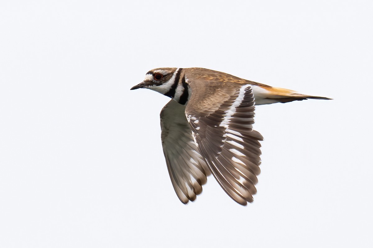 Killdeer - ML620139687