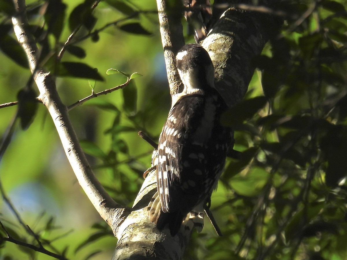 Downy Woodpecker - ML620139690