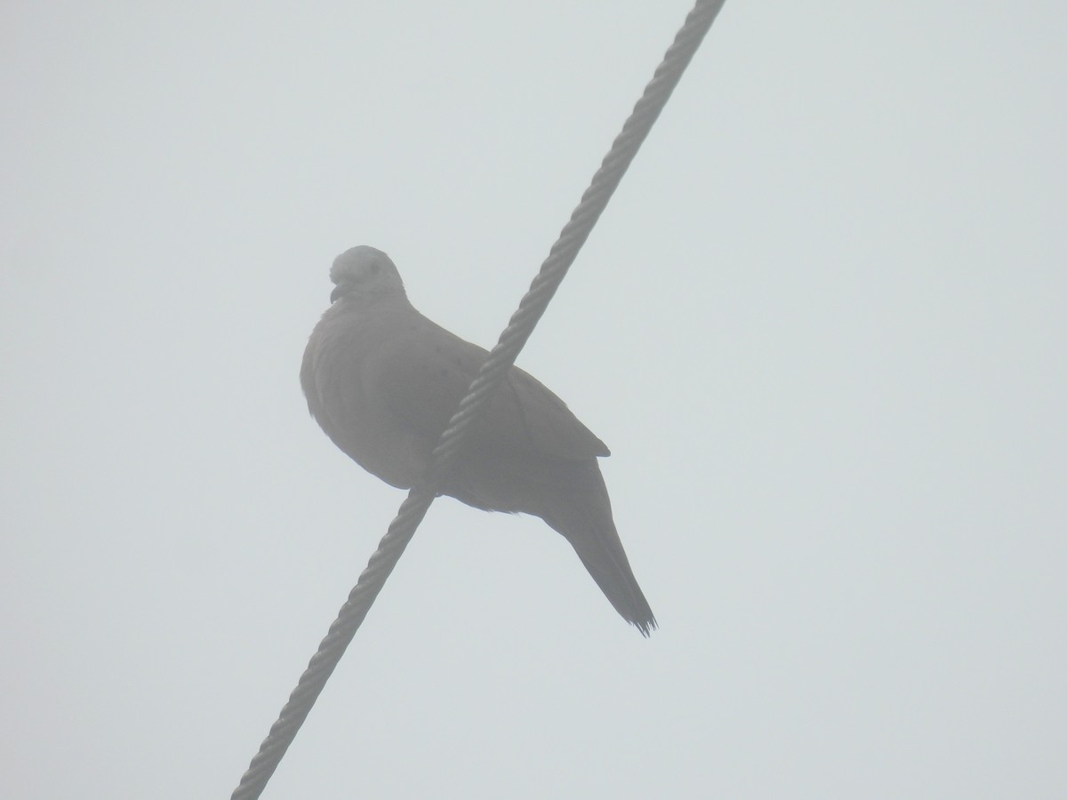 Ruddy Ground Dove - ML620139696
