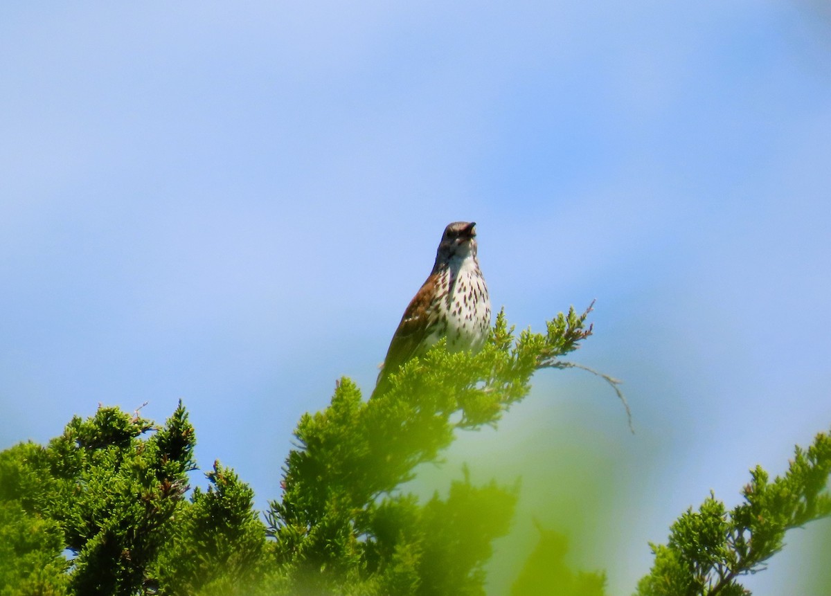 Brown Thrasher - ML620139697