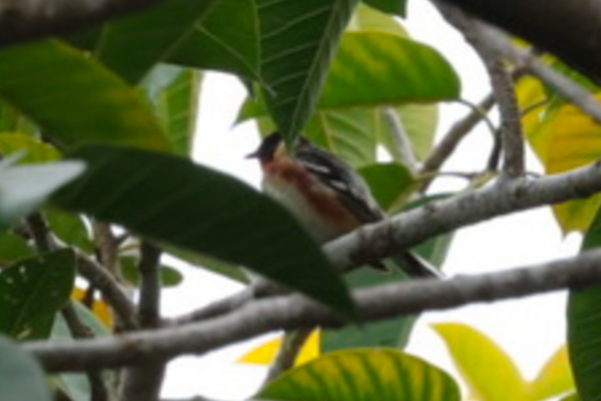 Bay-breasted Warbler - ML620139710