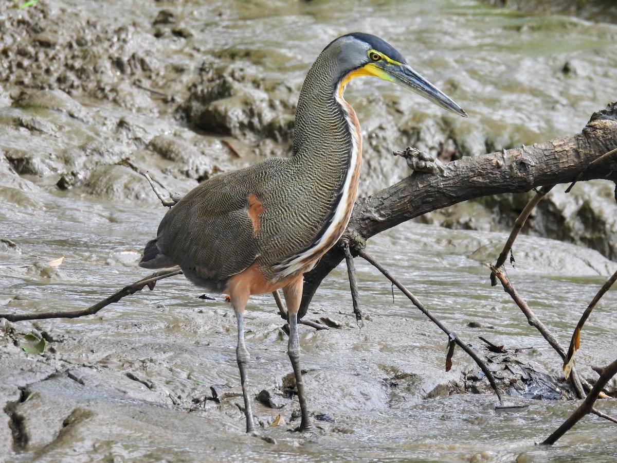 Bare-throated Tiger-Heron - ML620139712