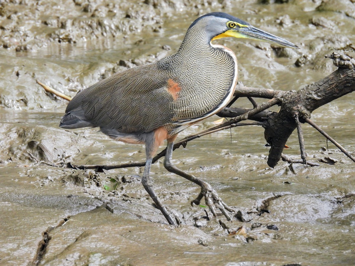 Bare-throated Tiger-Heron - ML620139714