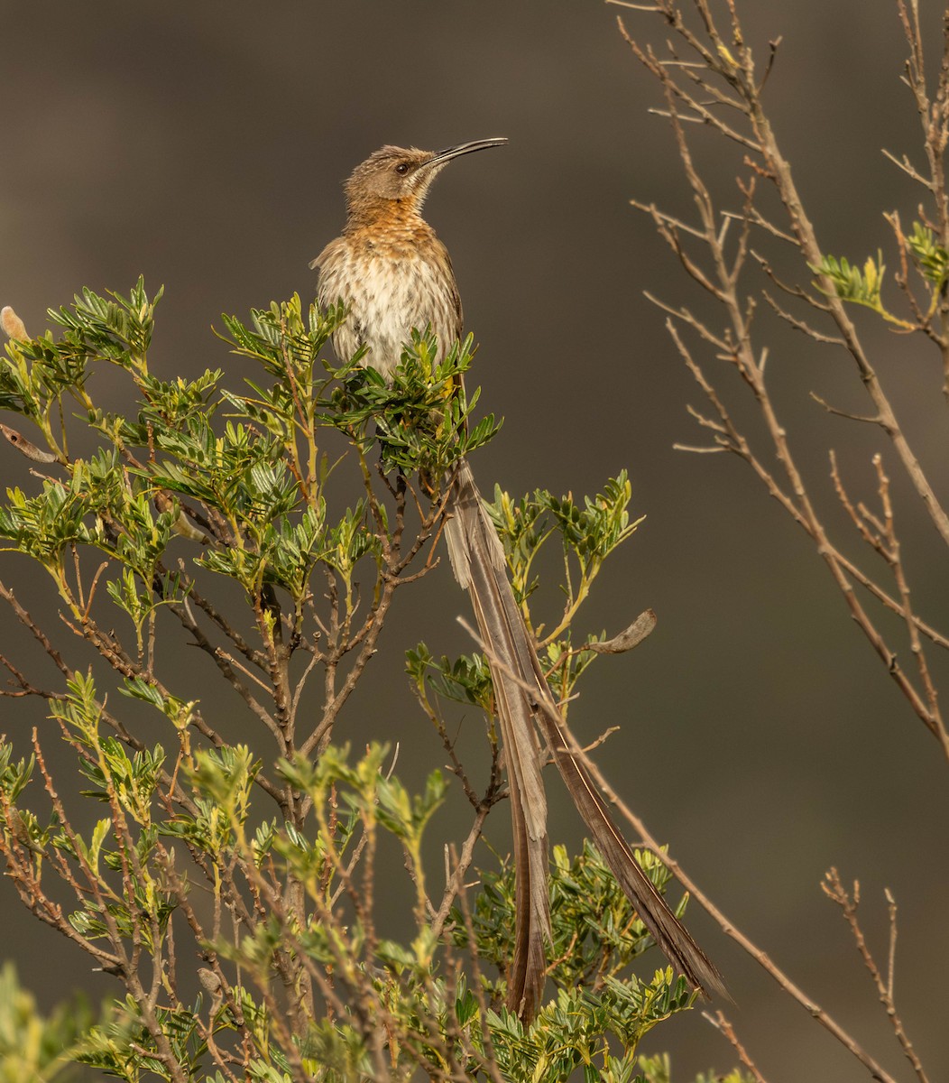 Cape Sugarbird - ML620139717